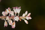 Largeleaf jointweed